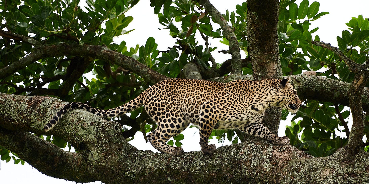 color photograph of leopa color photograph of leopa