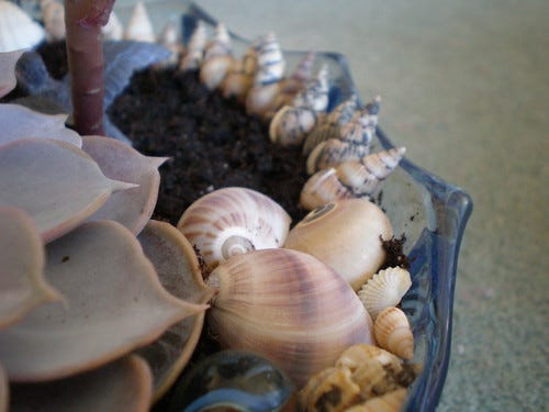 shells shells