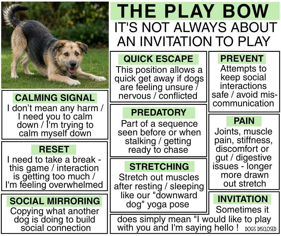 May be an image of dog and text