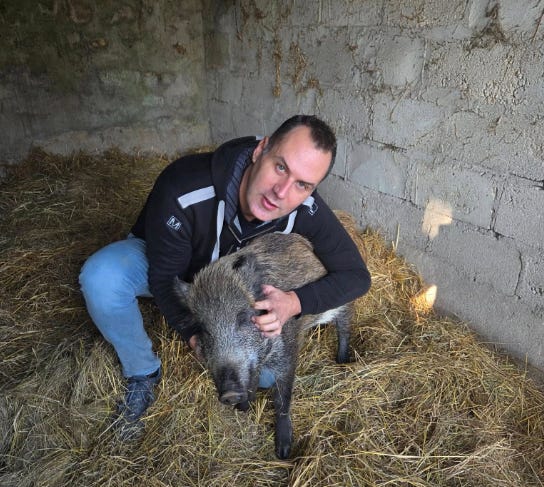 Maurice le sanglier sauvé : une victoire pour la protection animale en France