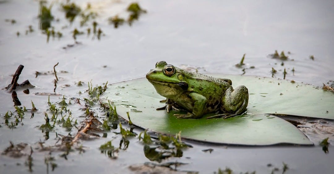 green frog on water during daytime