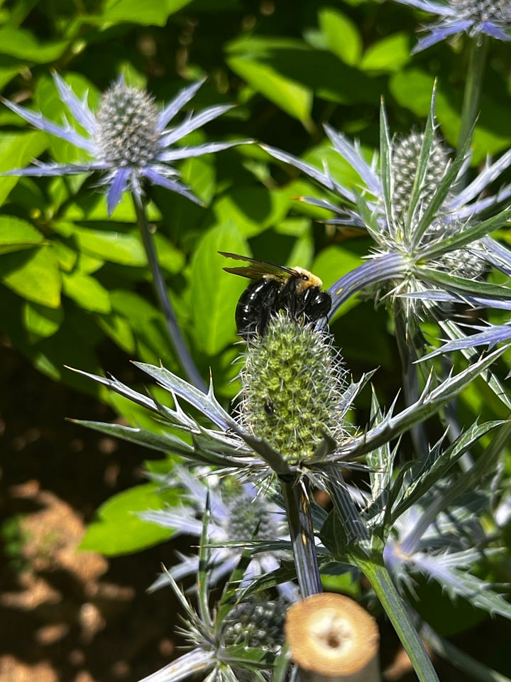 Wasps and bees showing some love to the strawflower and sea holly along with some of the fruits of pollination. Rabbiteye blueberries and San Marzano tomatoes--plus my first pomegranate (top center)!