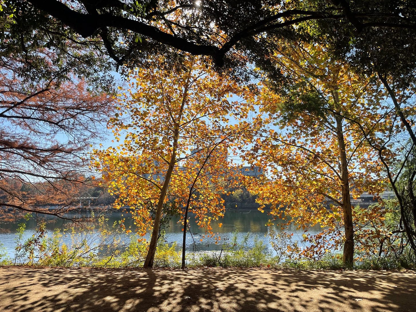 View of water and trees with leaves changing