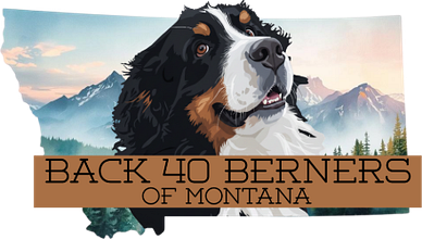 Back 40 Berners of Montana