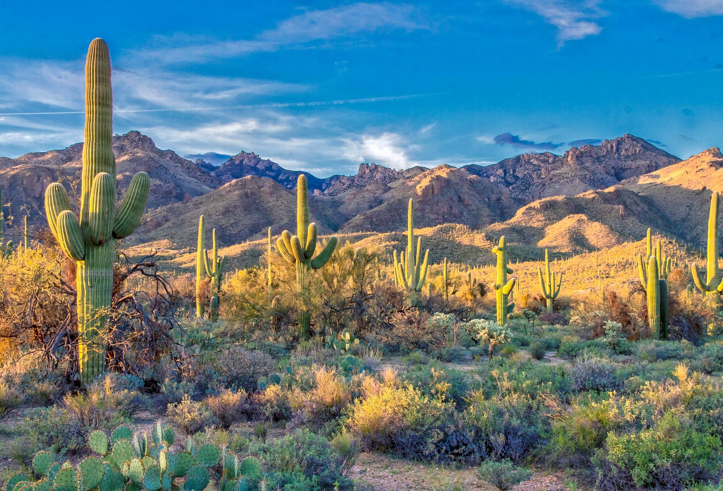 Saguaros and other desert plants in Arizona