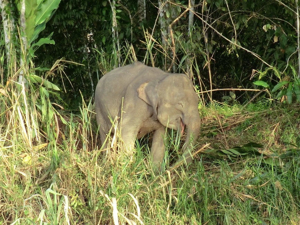 Bornean Elephant