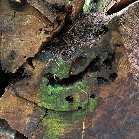 close up views of redwood bark in shades of brown and green