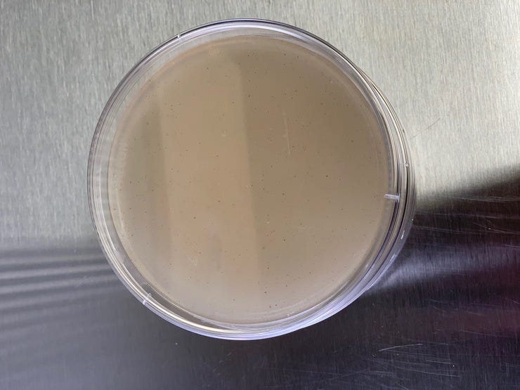 Agar dish (used to clone and isolate mushroom genetics before cultivating)