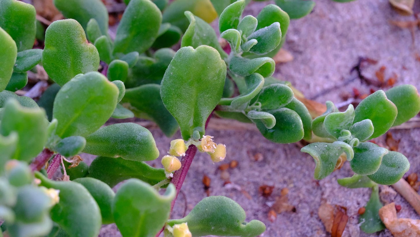 Tetragonia decumbens [plant - ATLAS - P. Crowcroft 2022].jpeg