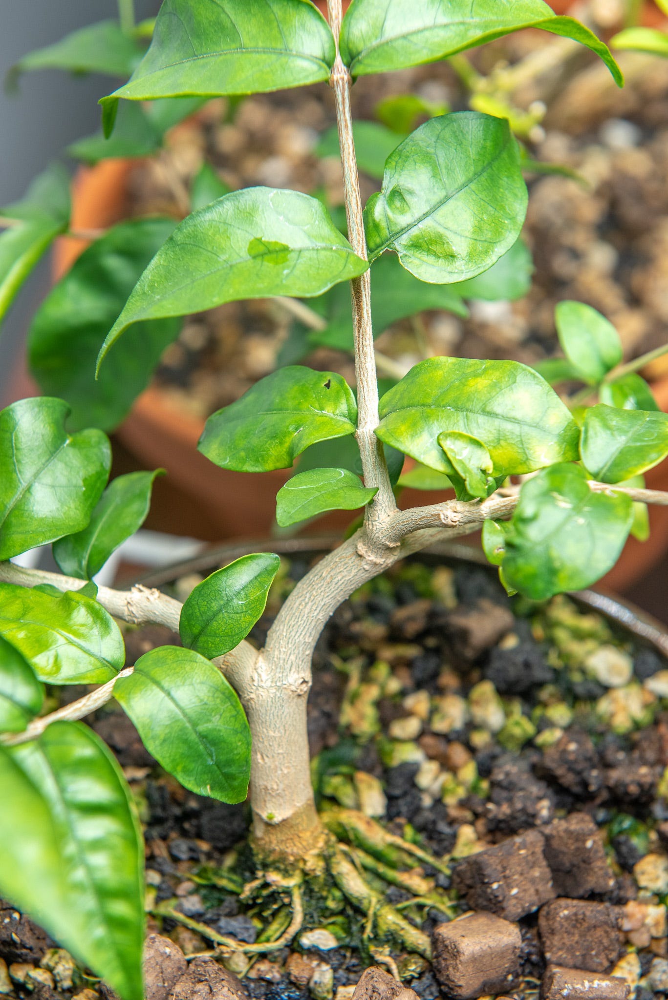 ID: Small twisty trunk water jasmine bonsai with prominent nebari and overgrown branches
