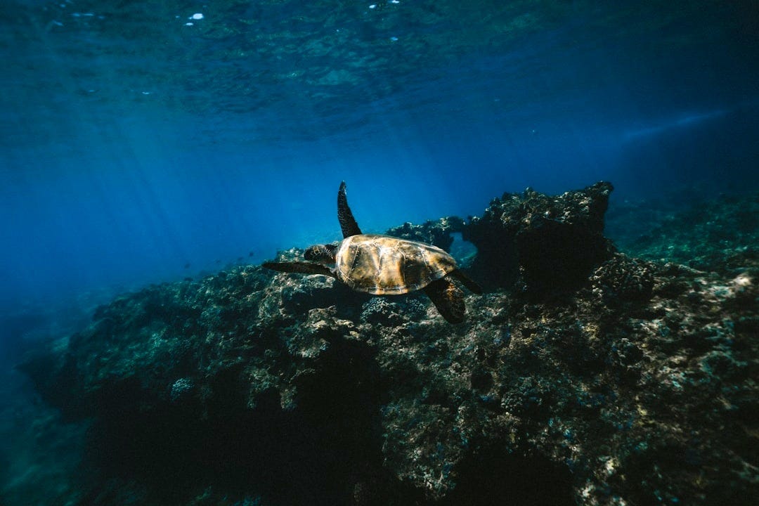 brown turtle on body of water