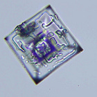 Τροποποιημένο ή μη τροποποιημένο; Αυτό είναι το ερώτημα;