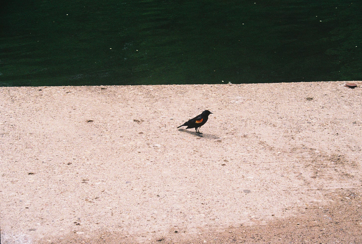 A red-winged black bird sits on a slab of concrete, flanked by water.