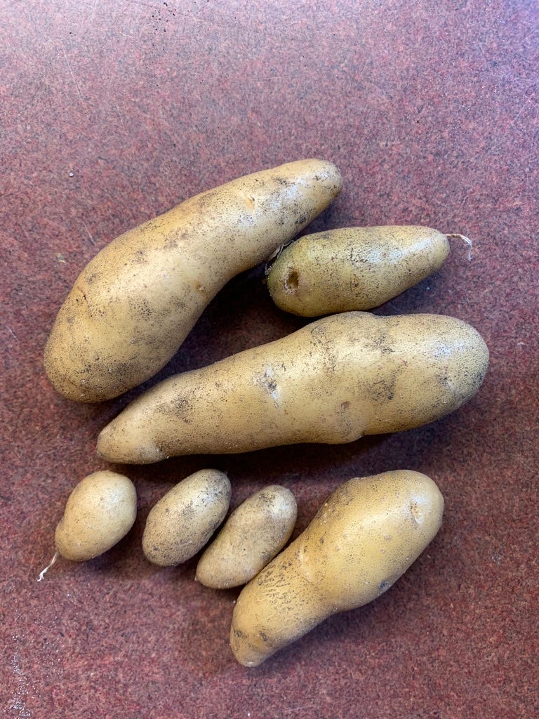 A group of potatoes on a table

Description automatically generated
