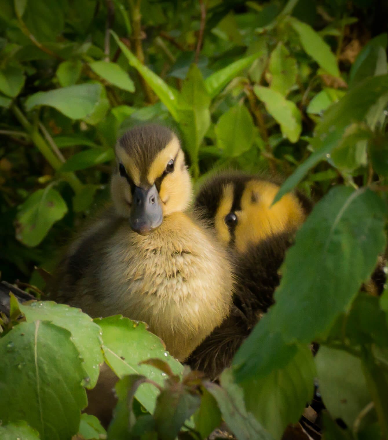 Two fuzzy yellow ducklings peer out at the camera from dense green foliage.