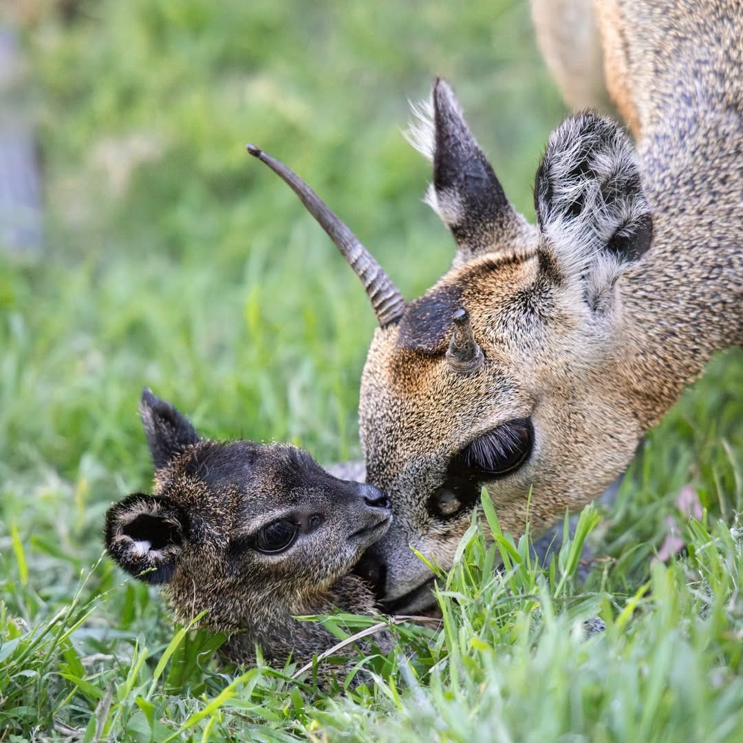 A klipspringer mother bends down to nuzzle with fawn in grass A klipspringer mother bends down to nuzzle with fawn in grass