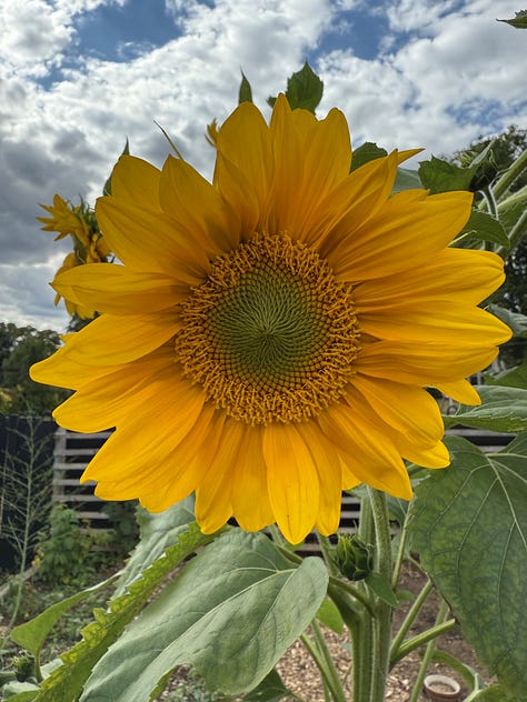 Giant sunflowers in the community garden