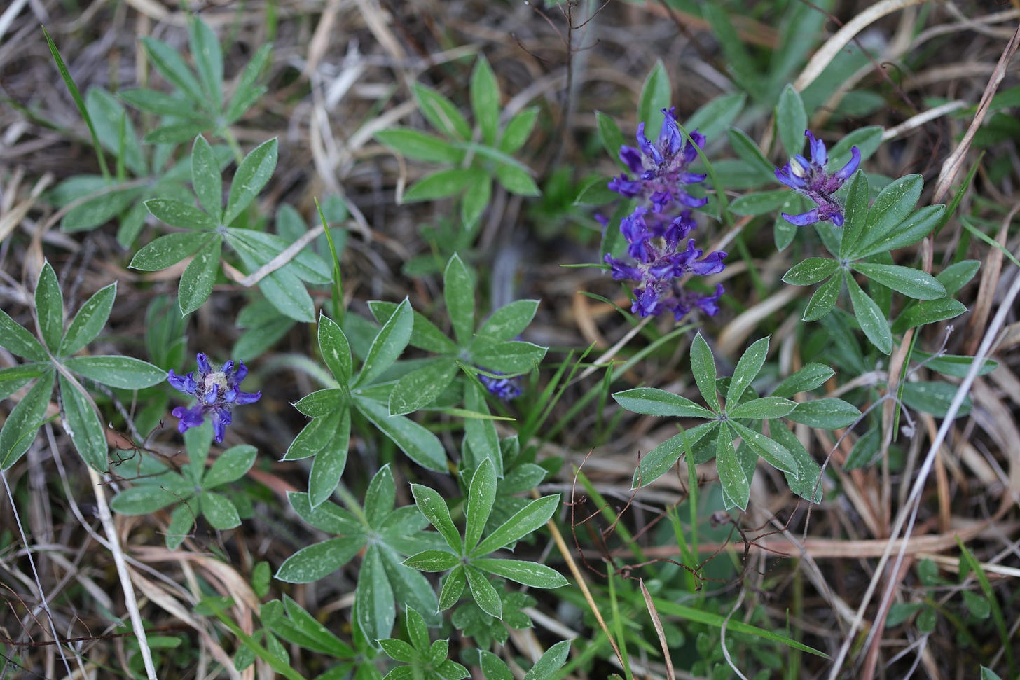 Many purple flowers of Nashville breadroot