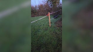 Spooked mare unexpectedly gallops headfirst into a ditch before being rescued Spooked mare unexpectedly gallops headfirst into a ditch before being rescued