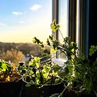Spring cleaning, slugs – friends or foes and my plans for new plants. 