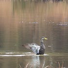 Weird Duck Time