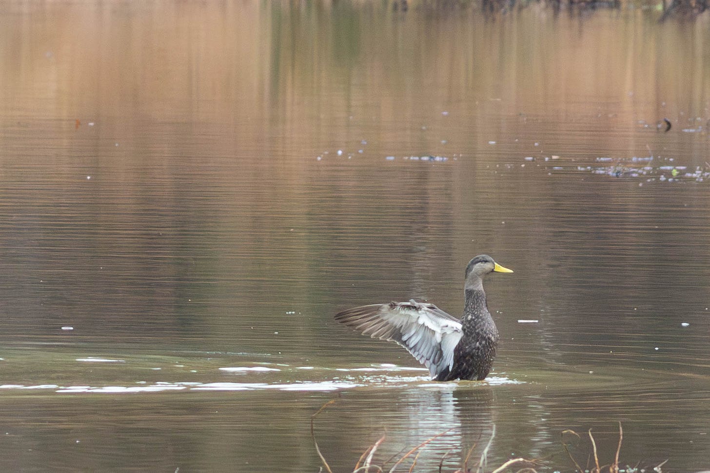 A brown duck with a yellow bill standing up in brown water, wings open, showing white feathers on the wing's underside A brown duck with a yellow bill standing up in brown water, wings open, showing white feathers on the wing's underside