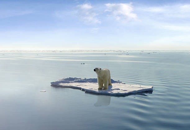 1,300+ Polar Bear Ice Floe Stock Photos, Pictures & Royalty-Free Images -  iStock | Polar bear iceberg, Giraffe giraffa camelopardalis reticulated  kenya, Elephant african