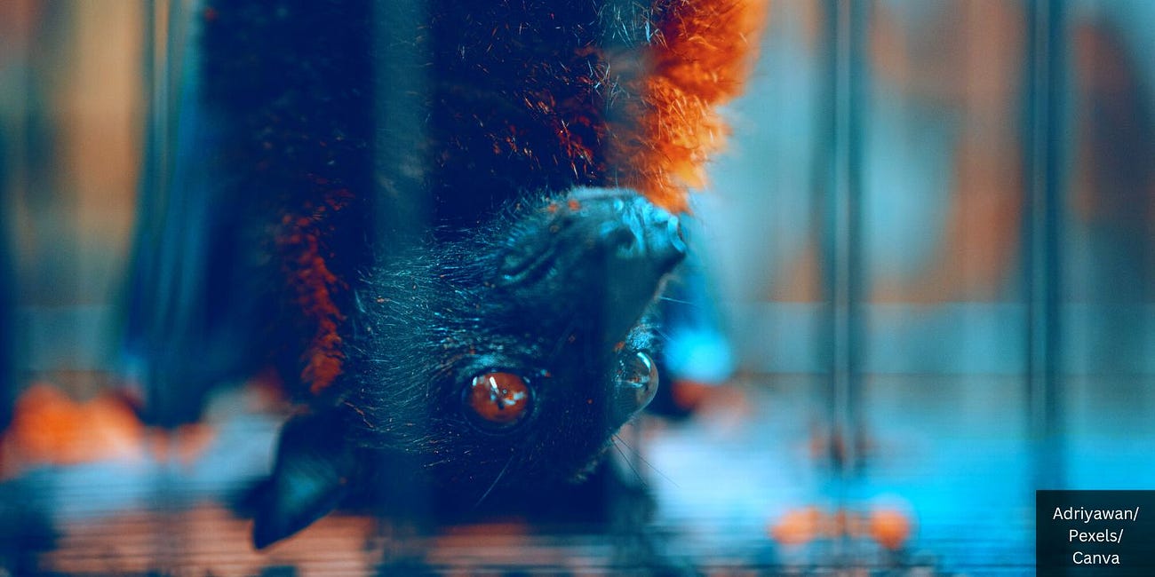 New Bat Lab Proposed Despite CDC's Past 'Serious Safety Violations While Working with Bioterror Pathogens' in Colorado