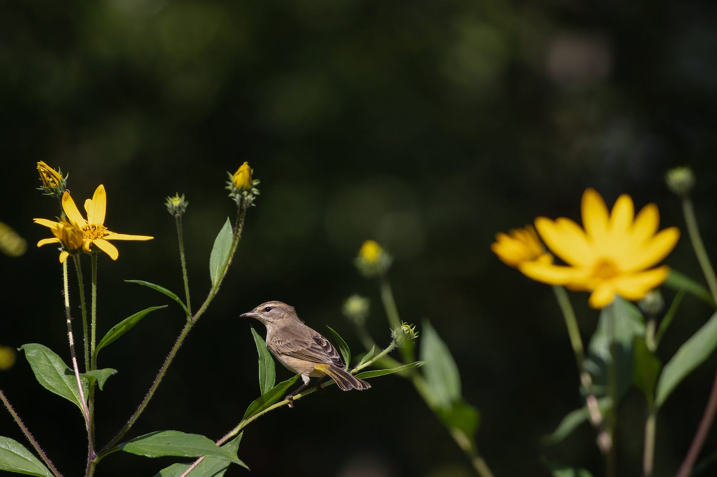 A small pale brown, black, yellow, and white-ish bird, with a white eyebrow line, resting on a stem of a sunflower that has small, all-yellow flowers. Many sunflowers bloom in the photo.