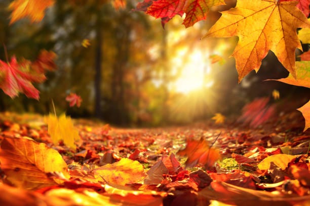 8,006,900+ Autumn Stock Photos, Pictures & Royalty-Free Images - iStock |  Autumn background, Autumn family, Autumn leaves