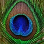 Like The Bird's avatar