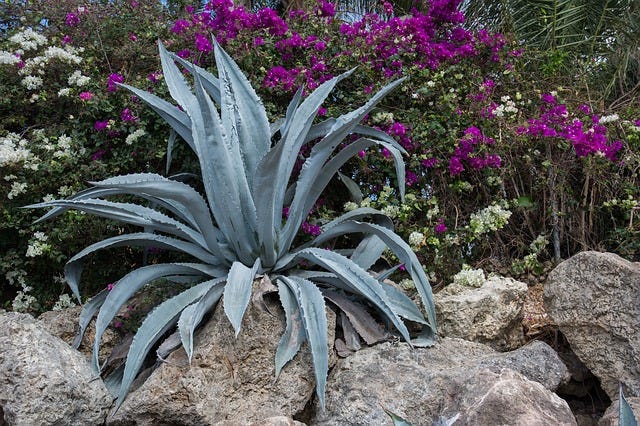 agave