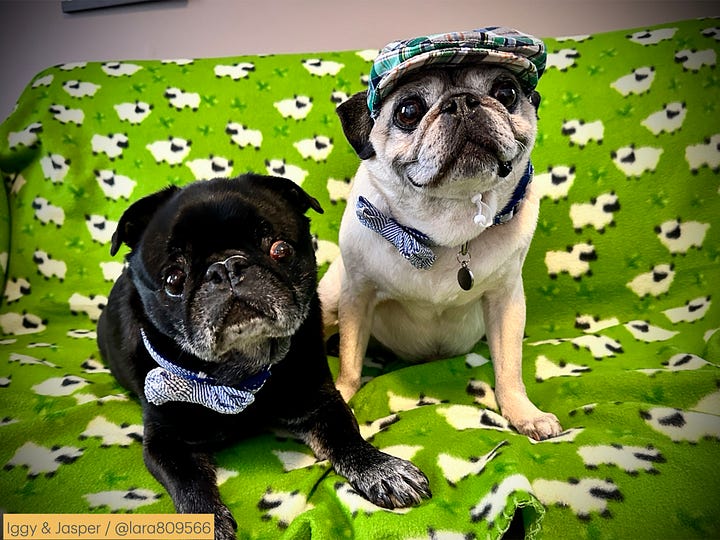 Photos of dogs and their names and owners' substack handles