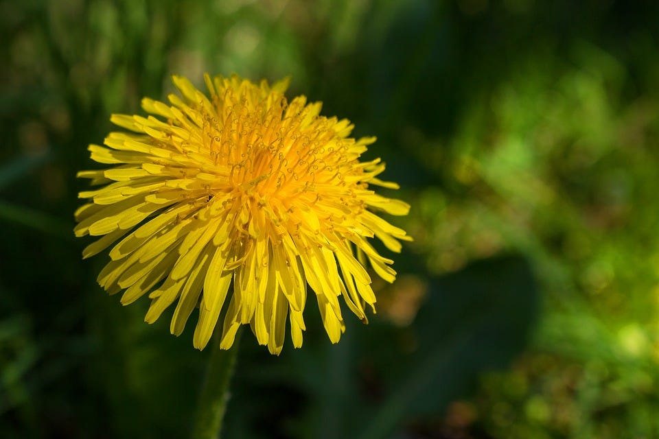 Dandelion, Yellow, Blossom, Bloom, Spring, Flower Dandelion, Yellow, Blossom, Bloom, Spring, Flower