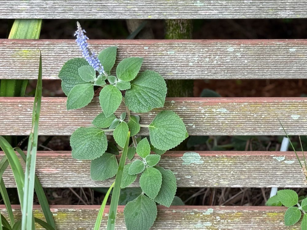 plant coming through fence
