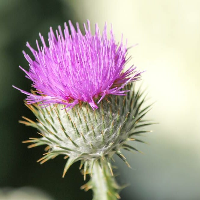 The Daily Thistle