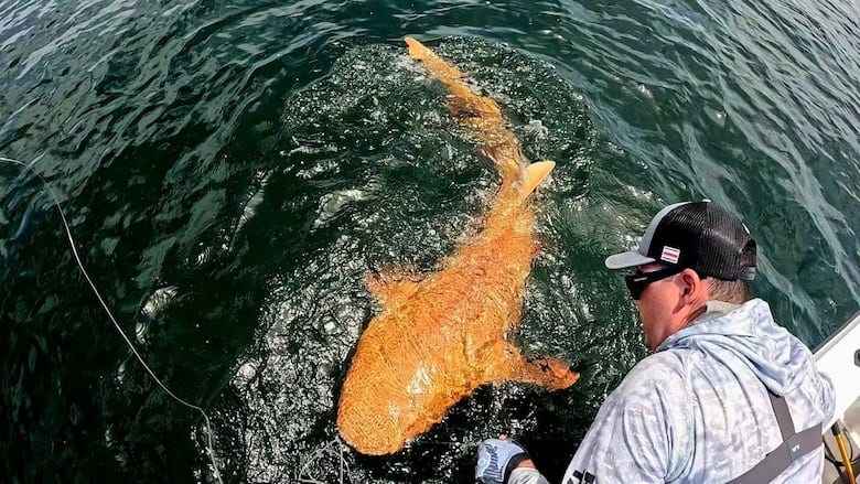 A man leans over the edge of a boat and looks at a bright orange, creamsicle-coloured shark swimming just beneath the surface of the water. 