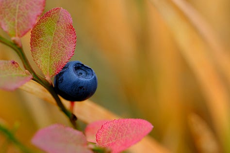 Brightly coloured berries, bark and leaves on an Aberdeenshire moss in late September
