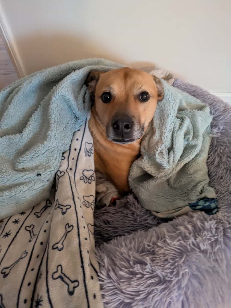 An orange coloured dog wrapped in a blanket