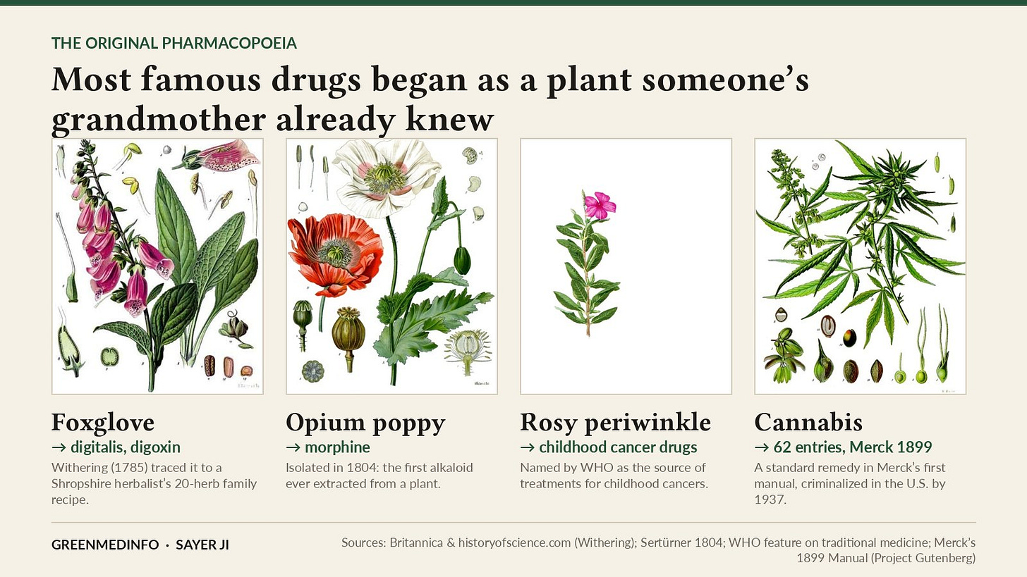 The original pharmacopoeia. Foxglove, opium poppy, rosy periwinkle and cannabis: four plants behind some of medicine's most consequential drugs.