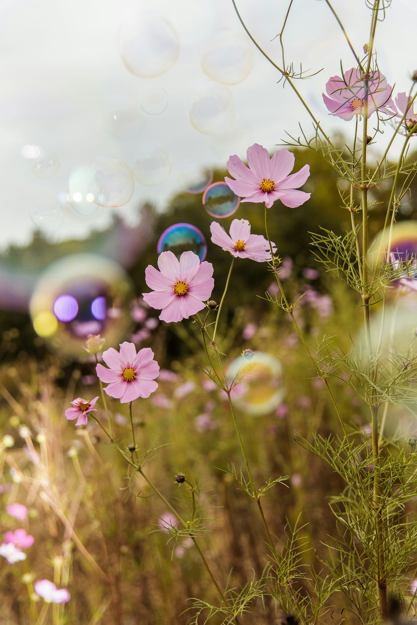 pink flowers wildflowers with bubbles