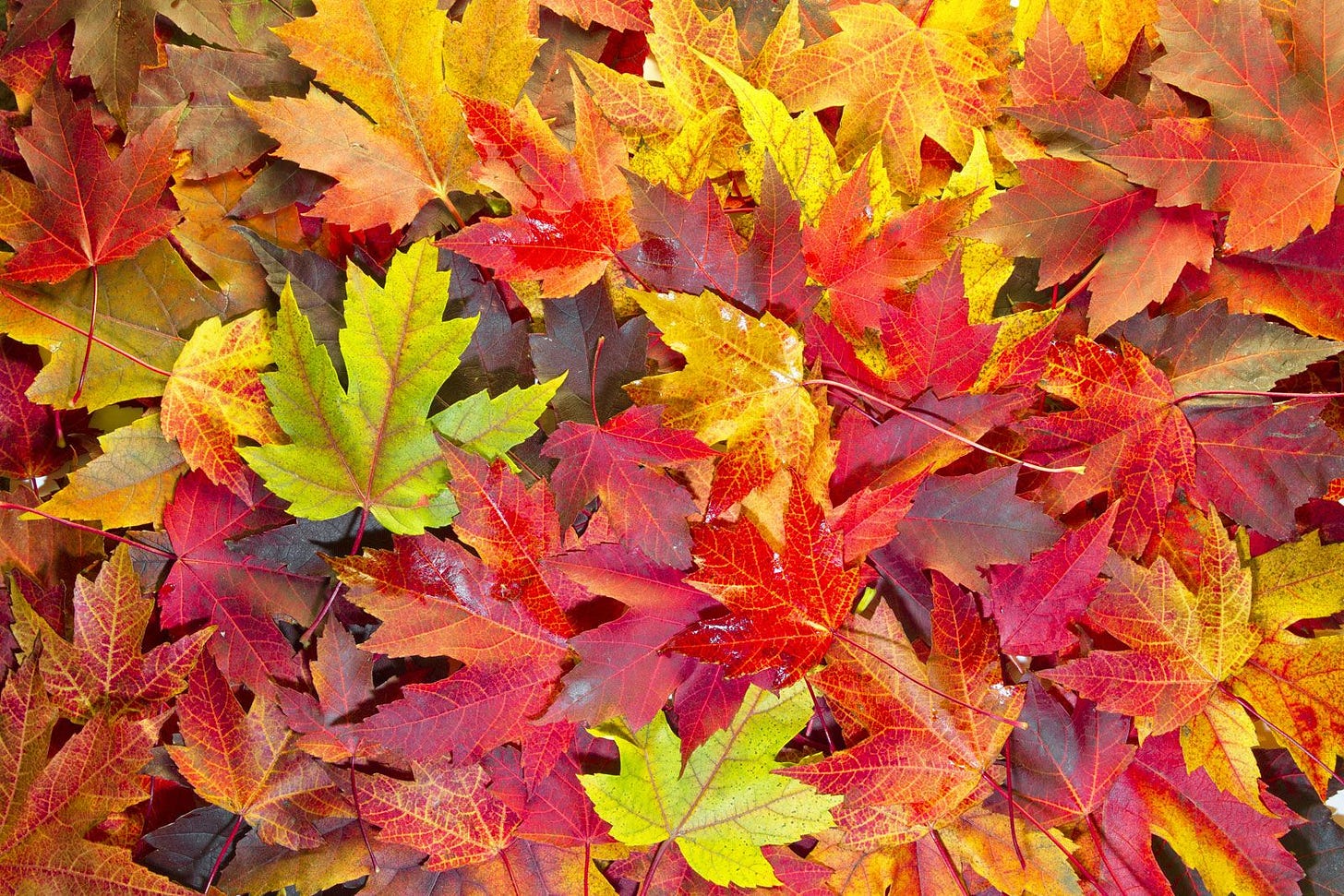 Why Do Leaves Change Colors in the Fall? | Britannica Why Do Leaves Change Colors in the Fall? | Britannica