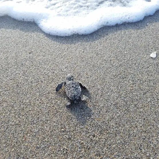55 Loggerhead Hatchlings Killed After Artificial Lights Lead Them Onto Gulf Drive