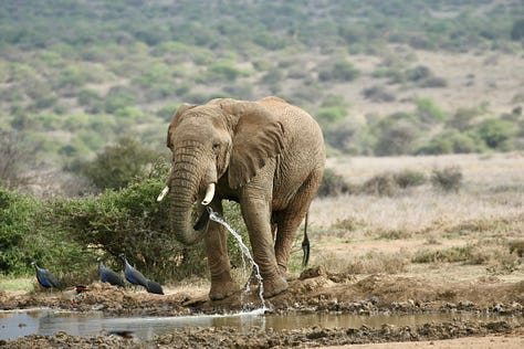 9 photos from Kenya of Jacob, his family, and various wild animals
