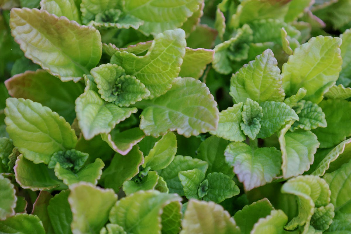 african potato mint leaves growing african potato mint leaves growing