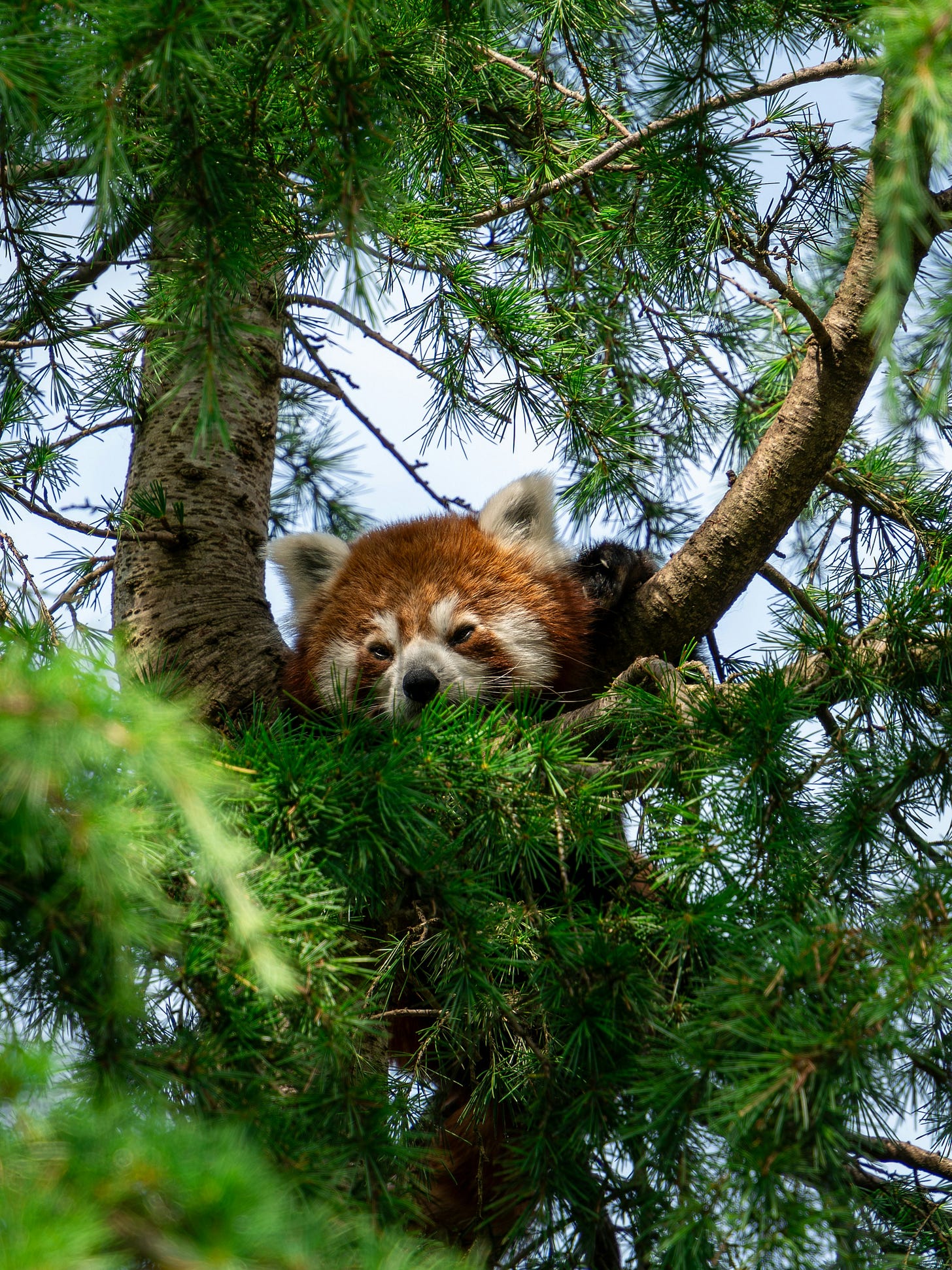 Image of red panda alone in a tree