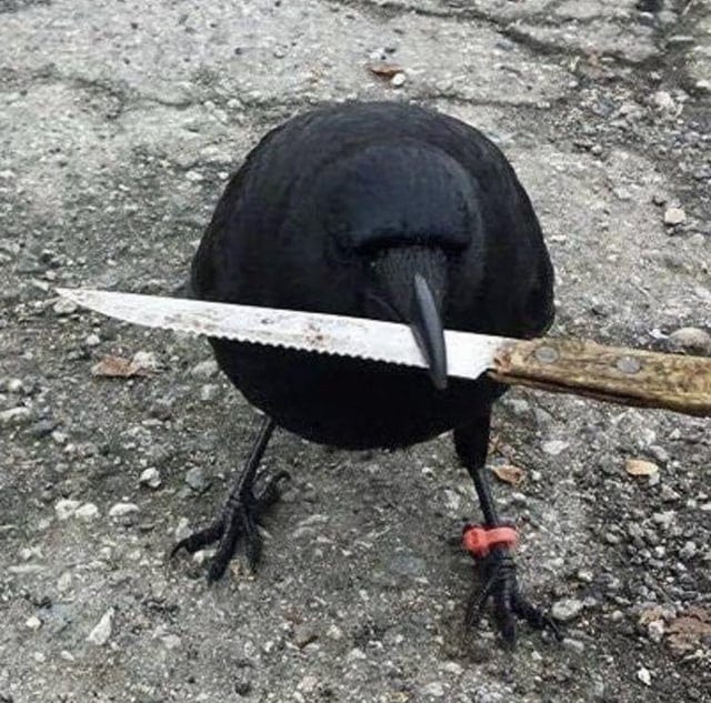 r/crows - Quem se lembra desse corvo foda? r/crows - Quem se lembra desse corvo foda?