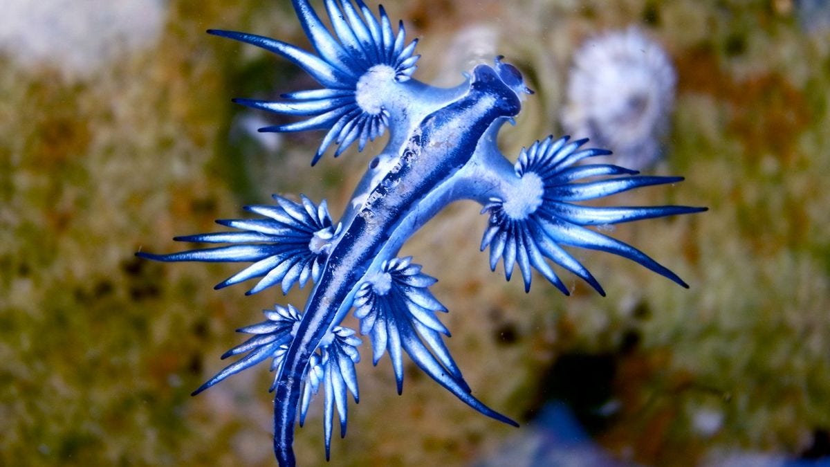 Blue dragon: The deadly sea slug that steals venom from its prey | Live  Science
