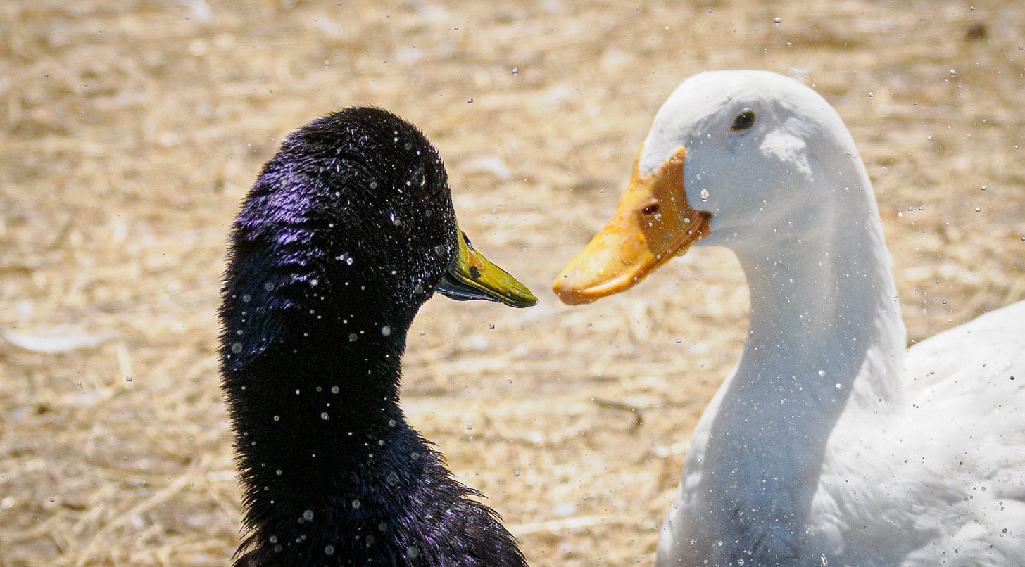 Ducks