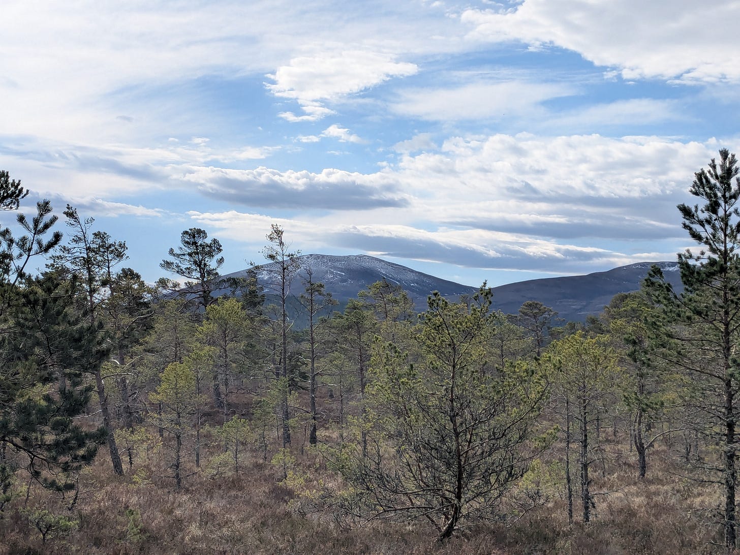 A landscape photograph looking over a dense green pine forest towards a majestic, snow-dusted mountain in the Scottish Highlands. The sky above is a bright blue with sweeping white clouds.